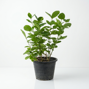 Jasminum sambac Arabian Jasmine