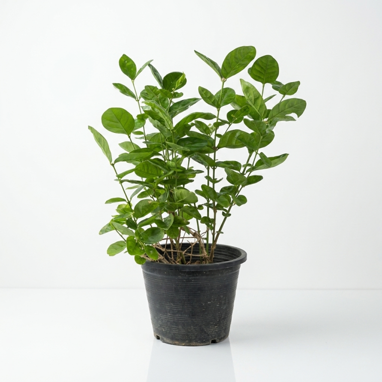 Jasminum sambac Arabian Jasmine