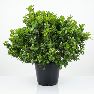 Ficus Panda (Bush)