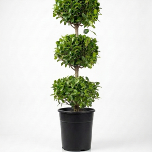 Ficus Panda (Three Head)