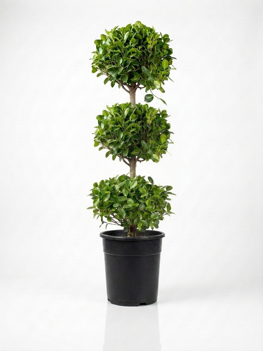 Ficus Panda Ficus Panda (Three Head)
