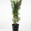 Tall potted flowering shrub with small yellow blossoms and dark green leaves in a black plastic pot on a white background.