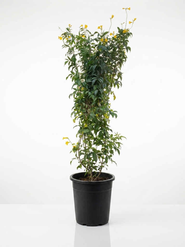 Tall potted flowering shrub with small yellow blossoms and dark green leaves in a black plastic pot on a white background.
