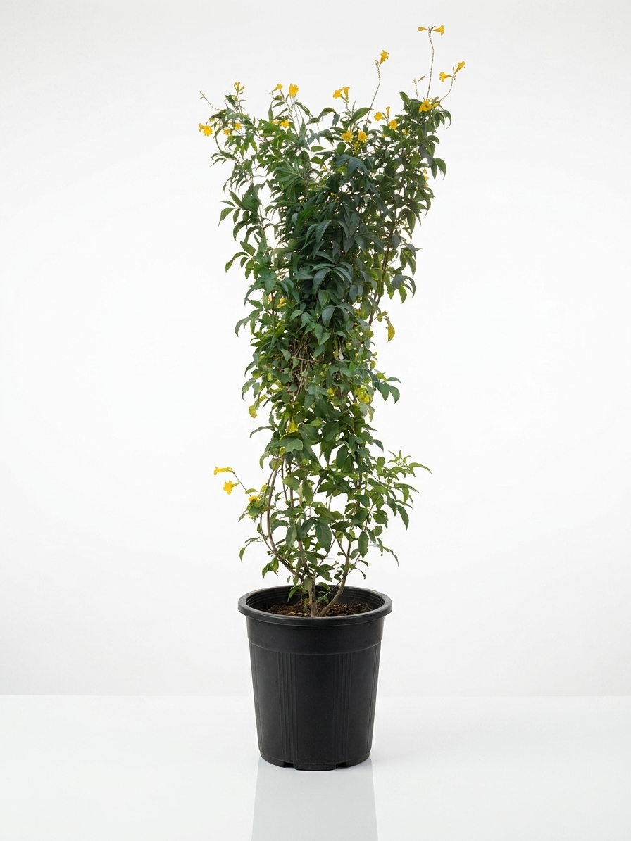 Tecoma stans Tall potted flowering shrub with small yellow blossoms and dark green leaves in a black plastic pot on a white background.